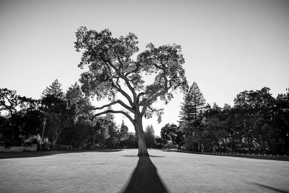 /content/dam/images/golfdigest/fullset/2022/1/GD1022_FEAT_TREES_04.jpg