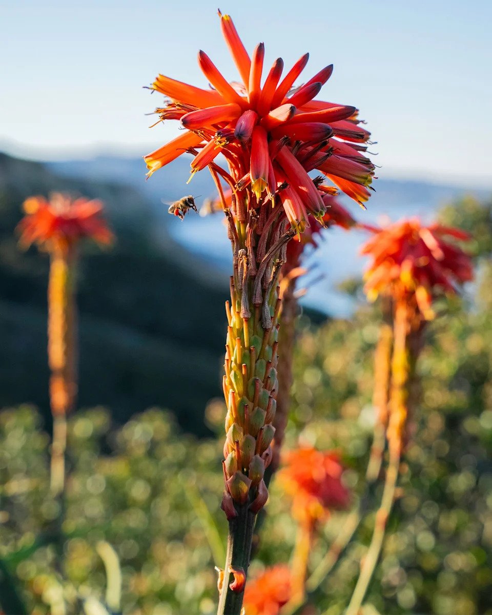 Love Letter To: Torrey Pines - Image 6