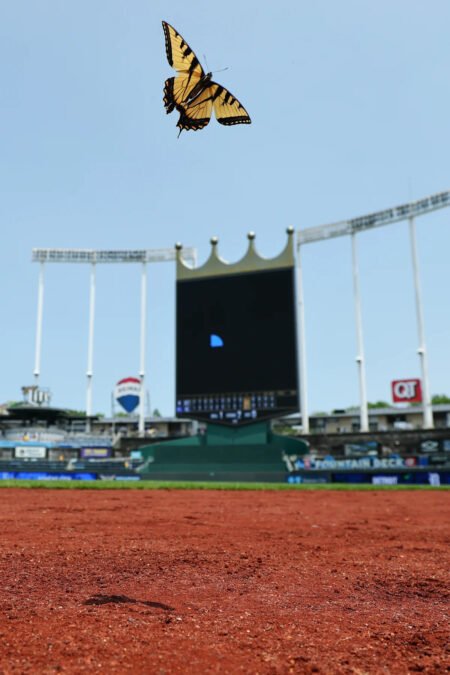 The Royals are unique in MLB’s risk-averse culture