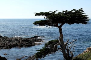 USGA announces future Walker Cup, Curtis Cup venues with return to Cypress Point