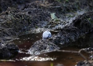 Rules of Golf Review: I took an unplayable and picked up my ball but realized I was entitled to free relief. Am I stuck with my original decision?