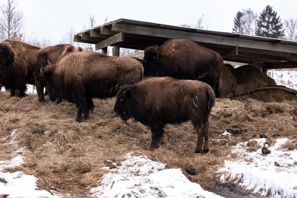 Tuesday Game Thread vs. The David Lipscomb University Improperly Pluralized Bisons